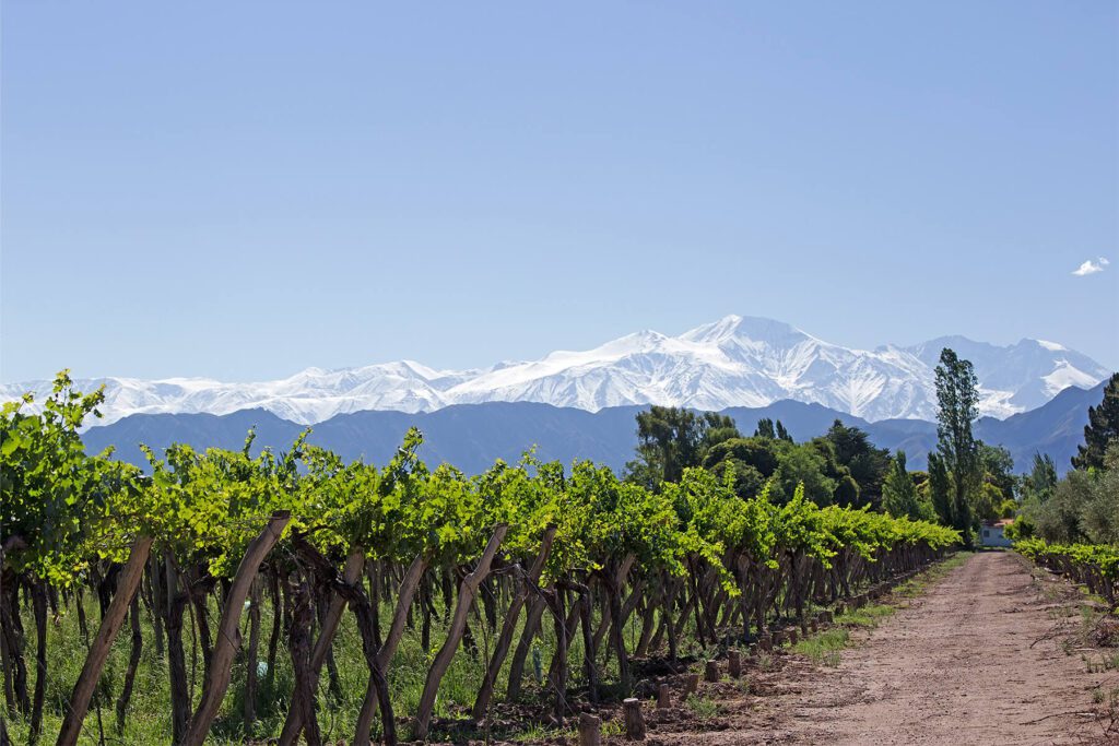 Andes Vineyard